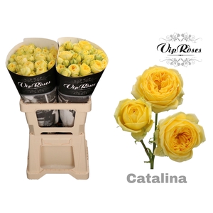 R TR CATALINA