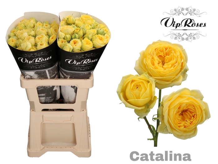<h4>R Tr Catalina</h4>