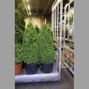 Buxu Sempervirens Piramide