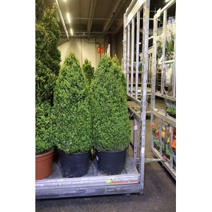 Buxu Sempervirens Piramide