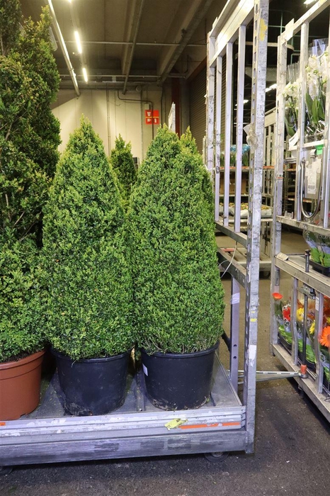 <h4>Buxu Sempervirens Piramide</h4>