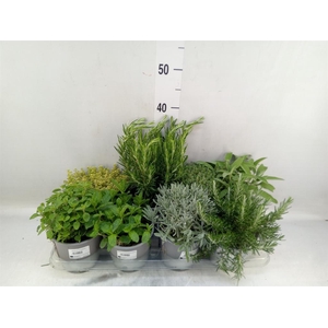 Tuinkruiden   ...mix