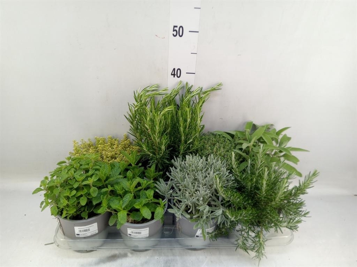 <h4>Tuinkruiden   ...mix</h4>