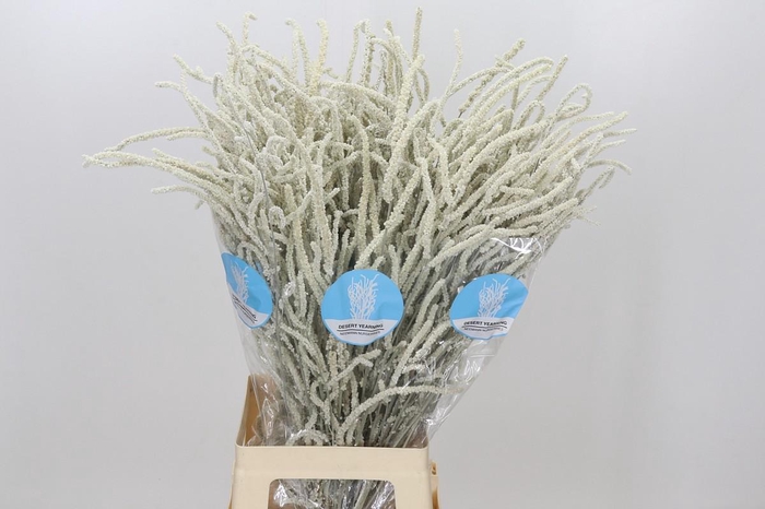 <h4>Amaranthus Yearming Desert</h4>