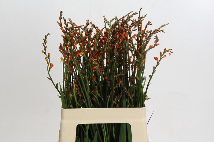 <h4>CROCOS RED KING</h4>