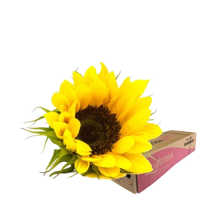 <h4>Helianthus Sunrich Orange -in box</h4>