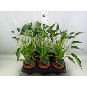 Alocasia  'Tiny Dancers'