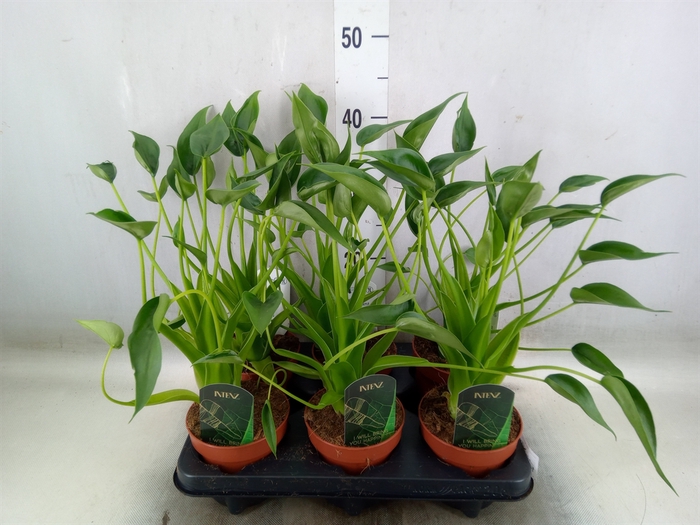<h4>Alocasia  'Tiny Dancers'</h4>