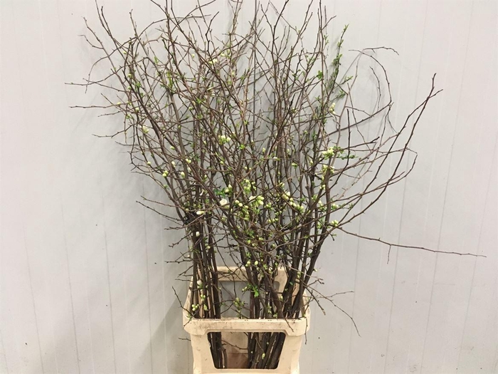 <h4>Chaenomeles White</h4>