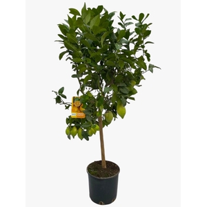 Citrus Lemon 