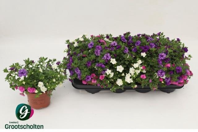 arr8 Calib Tr Petticoat