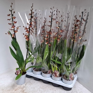 COLM PACIFIC TWILIGH