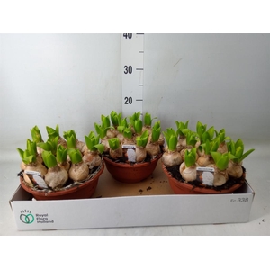 Hyacinthus orie. 'Pearl White'