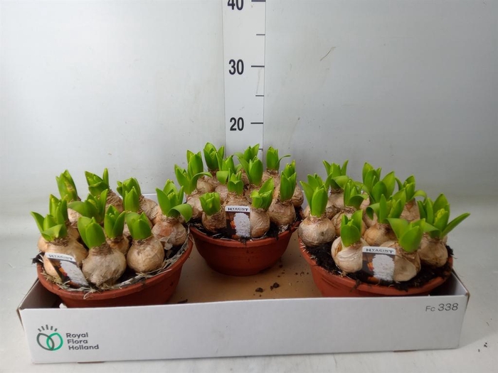 <h4>Hyacinthus orie. 'Pearl White'</h4>