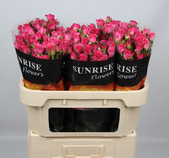 <h4>R TR LIANNE</h4>