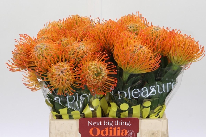 <h4>Nutans Ayoba Sun</h4>