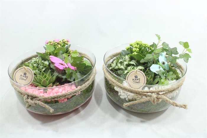 <h4>1317 BOSE RO/WIT XL</h4>