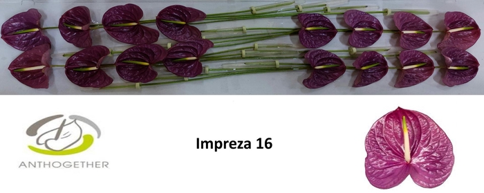 <h4>ANTH A IMPREZA 16</h4>