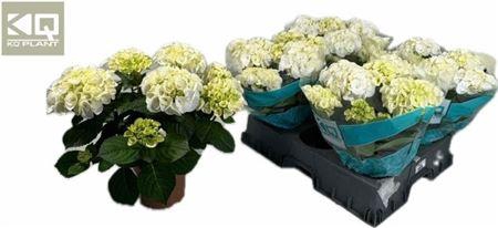 <h4>Hydr M Hi Ice 8+</h4>