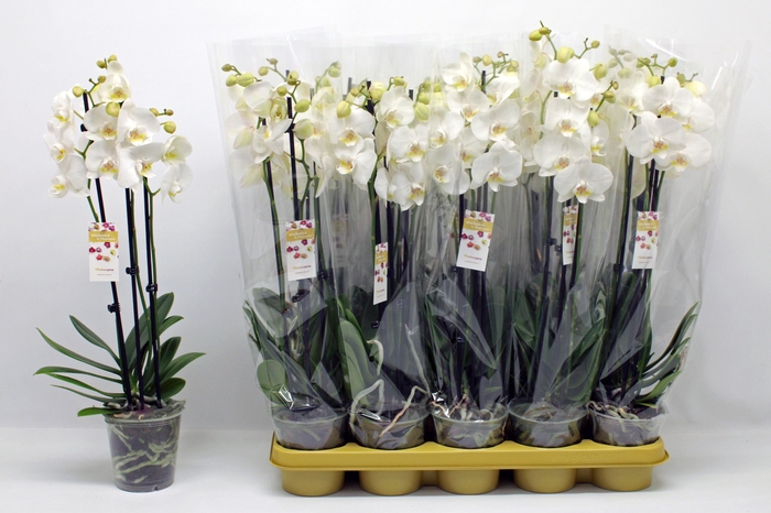 <h4>PHAL OV WIT</h4>