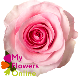 <h4>R Gr Christa Pink 60cm EC</h4>