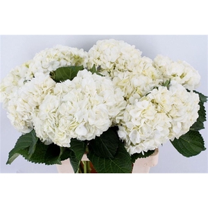Hydr M Therese 65cm