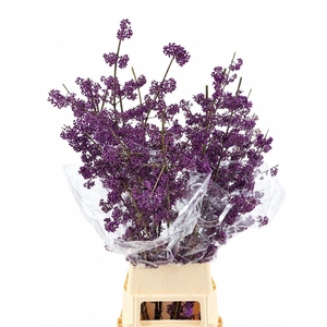 Callicarpa Bod Magical Amethea