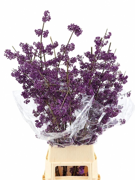 <h4>Callicarpa Bod Magical Amethea</h4>