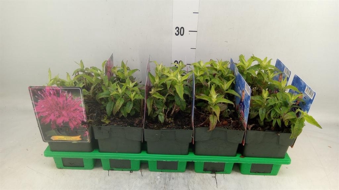 <h4>Monarda  'Balmy Purple'</h4>