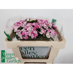 Di Barbatus Will Pink Magic Green Valley