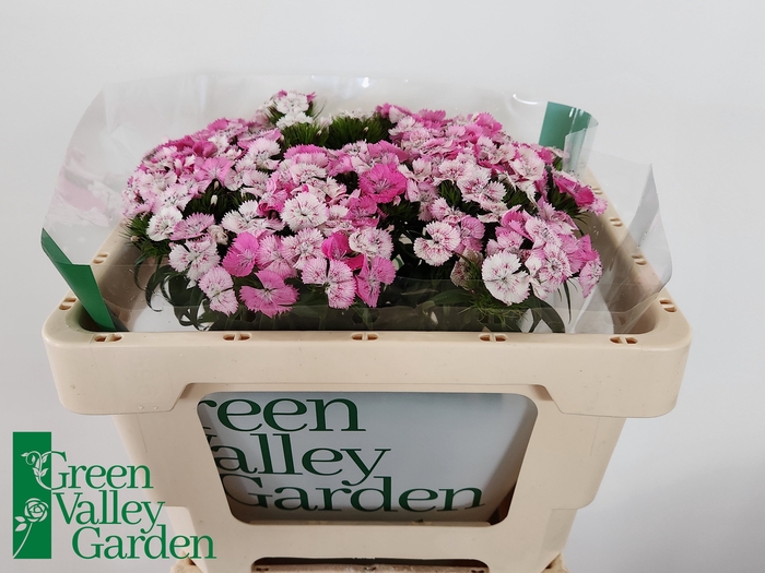<h4>Di Barbatus Will Pink Magic Green Valley</h4>