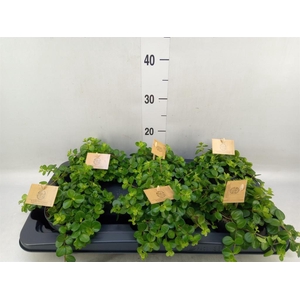 Peperomia rotundifolia