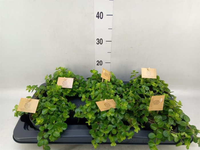 <h4>Peperomia rotundifolia</h4>
