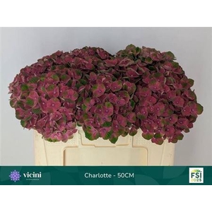 HYDR M MAG CHARLOTTE
