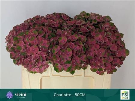 <h4>HYDR M MAG CHARLOTTE</h4>