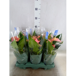 Anthurium andr. 'Joli'
