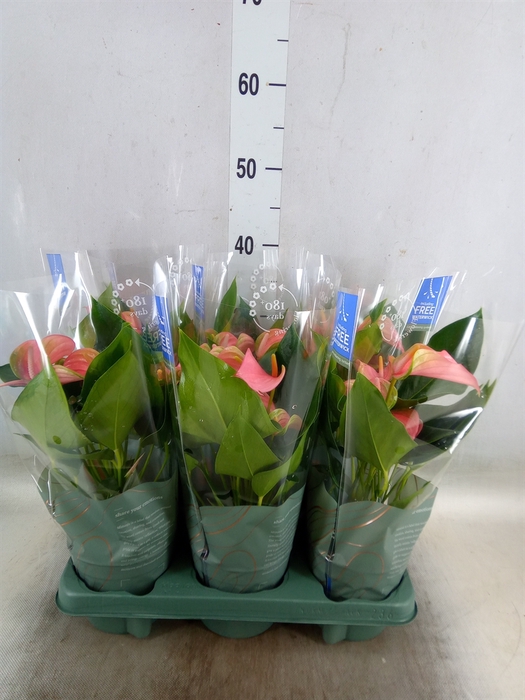 <h4>Anthurium andr. 'Joli'</h4>