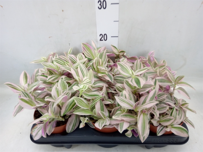 <h4>Tradescantia   ...</h4>