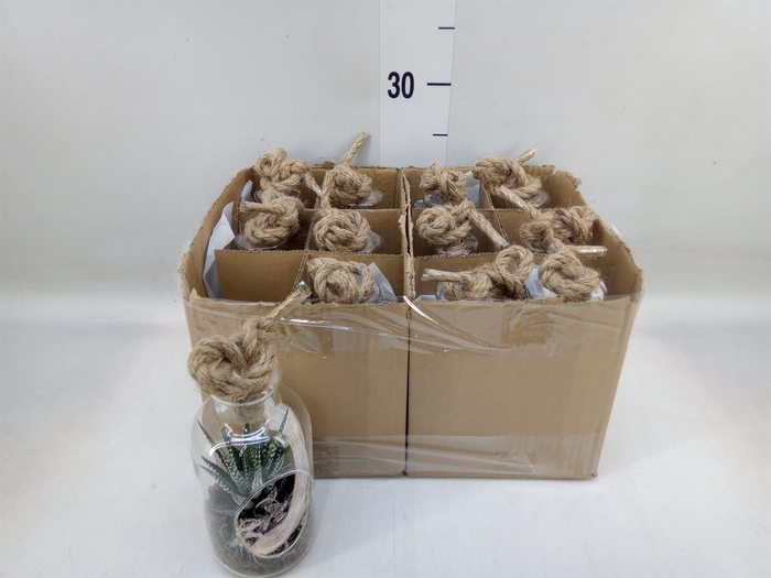 <h4>Arr.   Kamerplant Groen L%</h4>