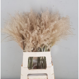 Df Miscanthus Dry Feather