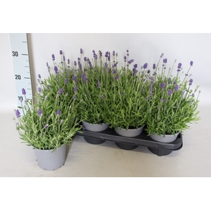 Overig 12 cm Lavandula