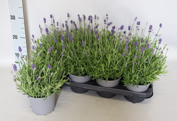 <h4>Overig 12 cm Lavandula</h4>
