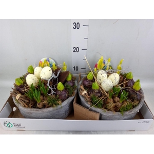 Arr.   Bol/Knolgewas L%