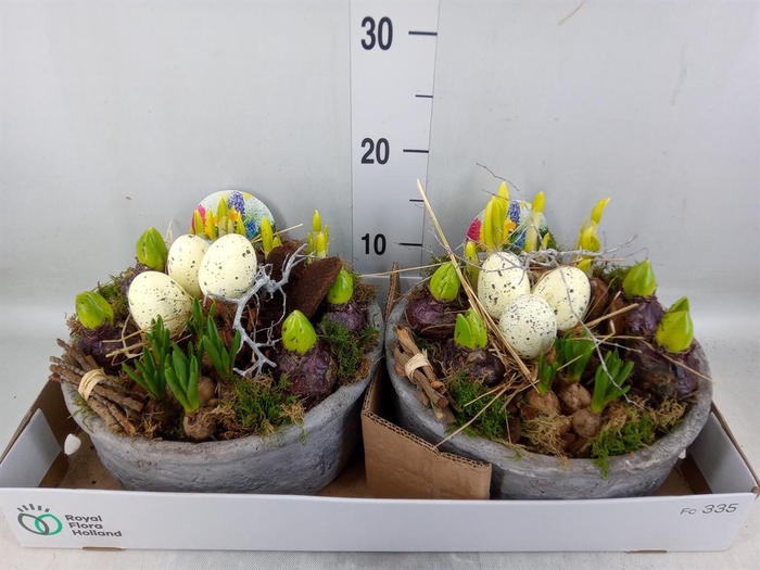 <h4>Arr.   Bol/Knolgewas L%</h4>