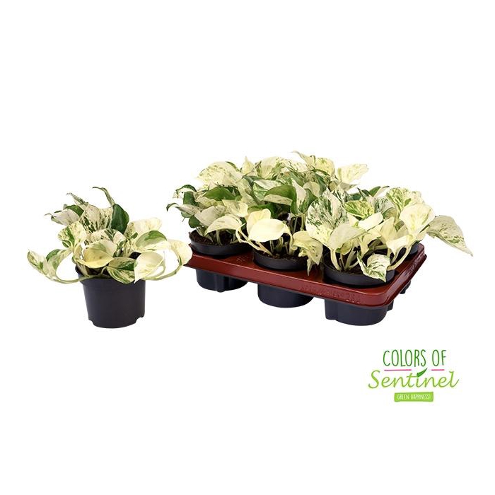 <h4>Epipremnum pinnatum Happy Leaf 12Ø 20cm</h4>