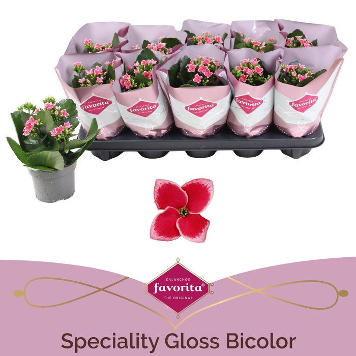 <h4>Kalanchoë Favorita Speciality Gloss Bicolor</h4>