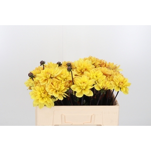 Dahlia Glossy Bravia