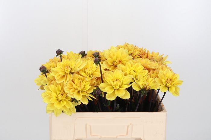 <h4>Dahlia Glossy Bravia</h4>