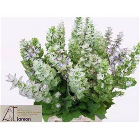 <h4>SALVIA SCL JOMI</h4>