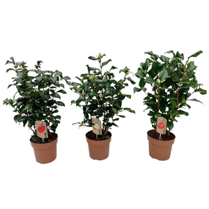 camellia 3 kleuren mix 20-25 knoppen